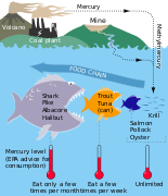 Mercury cycle