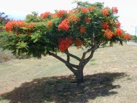 Royal poinciana (Fabaceae) Habit at Kahului, Maui, Hawaii