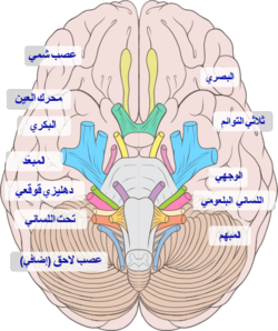 رسم يوضح الأعصاب القحفية في المخ.