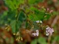 Boerhavia erecta in Hyderabad, India.