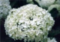 Hydrangea macrophylla, flowers.