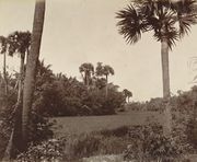 Paddy fields in the Madras Presidency, ca. 1880. Two-thirds of the presidency fell under the Ryotwari system.
