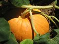 Common "Giant" Pumpkin variety