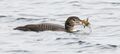 Immature common loon with crayfish