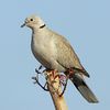 Eurasian collared-dove (Streptopelia decaocto).jpg