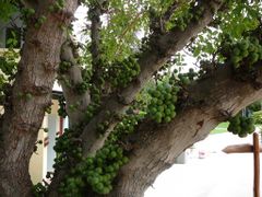 Ficus lutea.