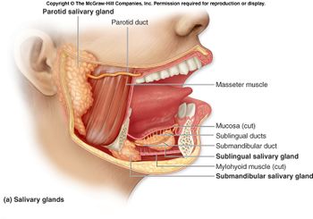 Salivary glands(1).jpg