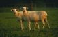 St Croix sheep.jpg