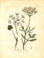 Anise (Pimpinella anisum) from Medical botany by William Woodville. London, James Phillips, 1793