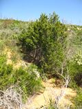 Cupressus forbesii at Coal Canyon-Sierra Peak, Orange County - Flickr - theforestprimeval (9).jpg