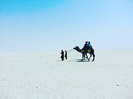 Camel ride في ران كوتش