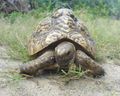 Young, 20-year-old Tanzanian leopard tortoise feeding on grass