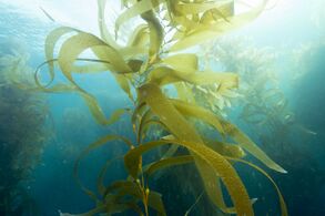 Giant kelp, a brown algae, is not a true plant, yet it is multicellular and can grow to 50m.