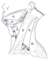 مثلثات العنق. (المثلثات الأمانية إلى اليسار؛ المثلثات الخلفية إلى اليمين. العضلات فوق اللامية على اليسار.