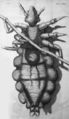 Diagram of a louse, by Robert Hooke, 1667.