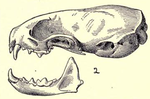 Mustelaerminacicognaniskull.png