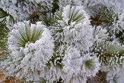 Air Hoar on pine branches