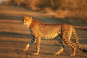 Cheetah Kruger.jpg