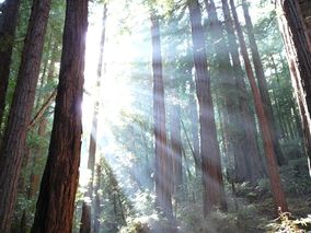 Trees and sunshine.JPG