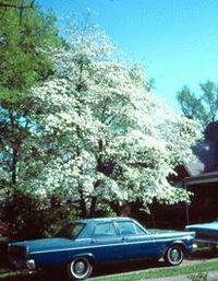 Floweringdogwood.jpg