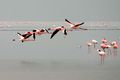 Lesser Flamingos in flight