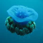 A Cephea jellyfish at Mactan