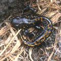 Santa Cruz Long-toed Salamander (photo courtesy of Don Roberson)