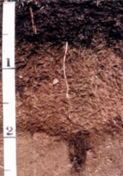 Lester soil USDA.png