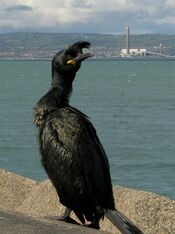 Shag, Bangor - geograph.org.uk - 1243477.jpg