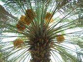 Date palm with fruits.jpg
