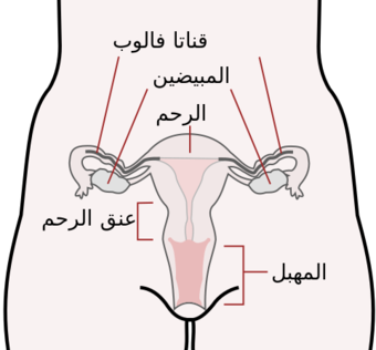 Scheme female reproductive system-ar.svg