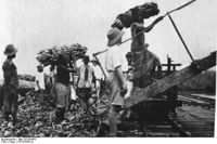 تحميل الموز لتصديره إلى ألمانيا عام 1912.