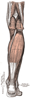 Deep and superficial layers of posterior leg muscles
