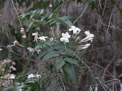 Jasminum polyanthum0.jpg