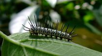 Young caterpillar