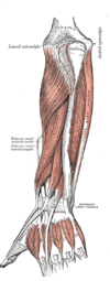 Flexor pollicis longus (left) and deep muscles of dorsal forearm (left)