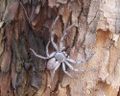 Huntsman Spider, Melbourne, Australia