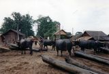 Buffalo pulling logs from the Irrawaddy at Mandalay