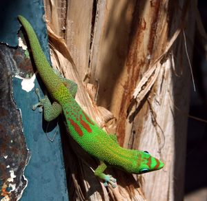 Phelsuma-laticauda-Saint-Denis.JPG