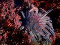 Sun flower sea star in tide pool in كاليفورنيا.