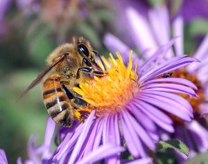 نحلة عسل غربية، رتبة غشائيات الأجنحة