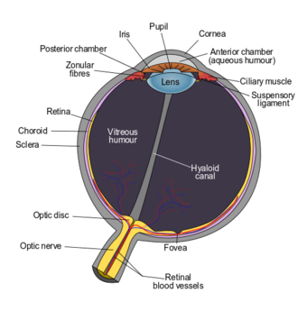 Schematic diagram of the human eye en.svg