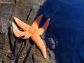 White Sea starfish, روسيا.