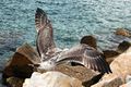 Gull flyng on cliffs in Portovenere