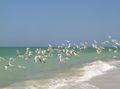 A flock of خطاف البحر الملكي، فلوريدا، الولايات المتحدة.