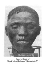 A photo of the severed head of a Shark Island prisoner who is labeled as "Hottentotte 7".