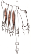 Central muscles of foot