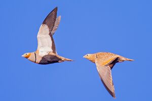 Pterocles orientalis in flight.jpg