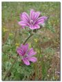 Malva sylvestris (2).jpg