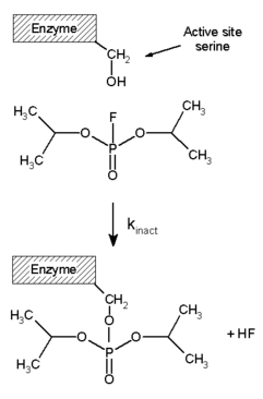 2D structural diagram depicting a serine amino acid residue from the active site of the enzyme forming a covalent bond with DFP by displacing the fluoride atom.